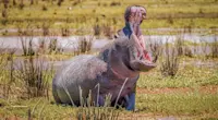 Hippo, Serengeti National Park, Tanzania.