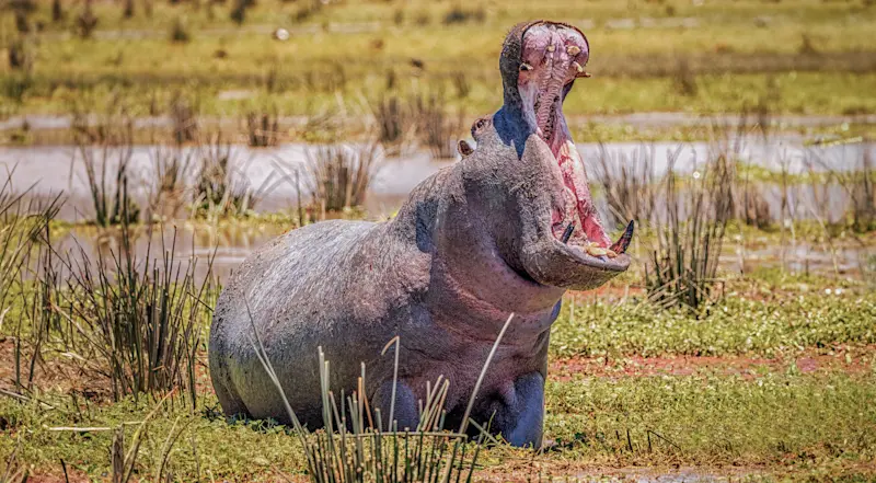 Hippo, Serengeti National Park, Tanzania.
