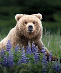 Natural Habitat Adventures 2025 Catalog