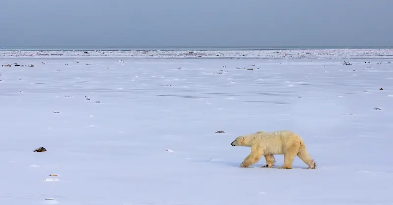 Polar bear, Churchill, Manitoba.