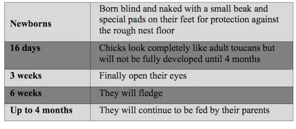 Beforeyougo|Mexico-Central-America|Costa-Rica|ToucanDevelopment