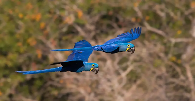 Hyacinth macaws, Pantanal, Brazil.