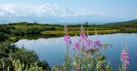 Denali National Park, Alaska.