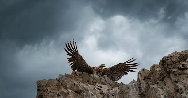 A majestic Andean Condor in Patagonia, Argentina.