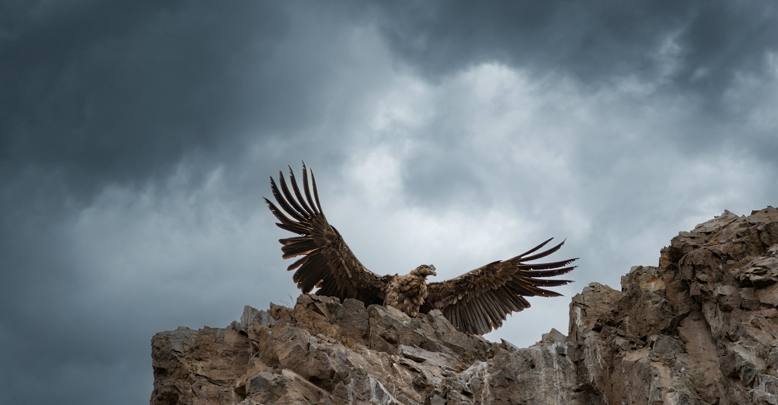 A majestic Andean Condor in Patagonia, Argentina.