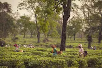 Tea field, Assam, India.
