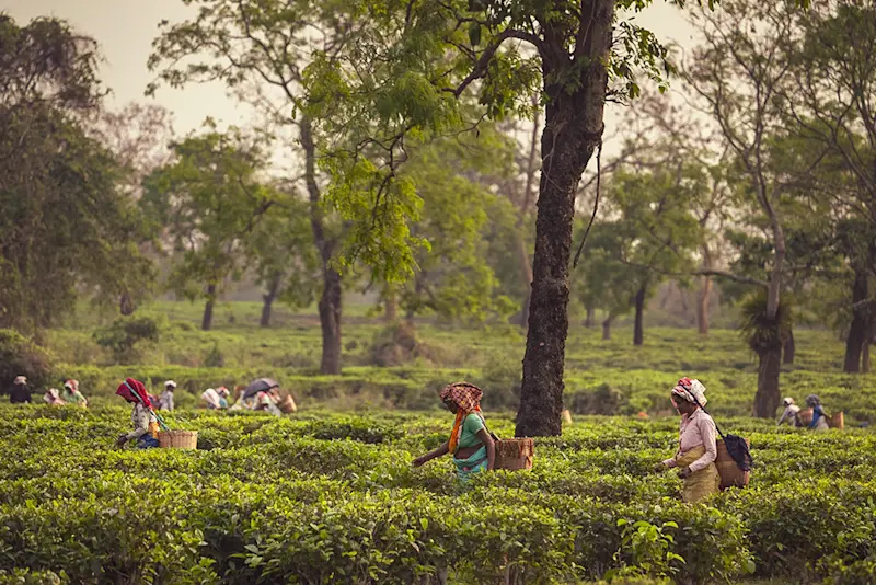 Tea field, Assam, India.