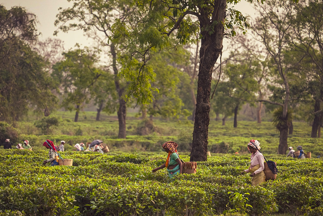 Tea field, Assam, India.
