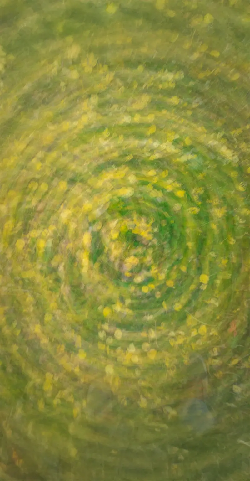 Abstract Aspen Leaves, Rocky Mountains, USA