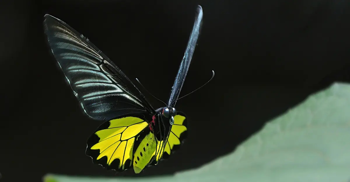 Southern Birdwing Butterfly, India.