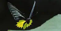 Southern Birdwing Butterfly, India