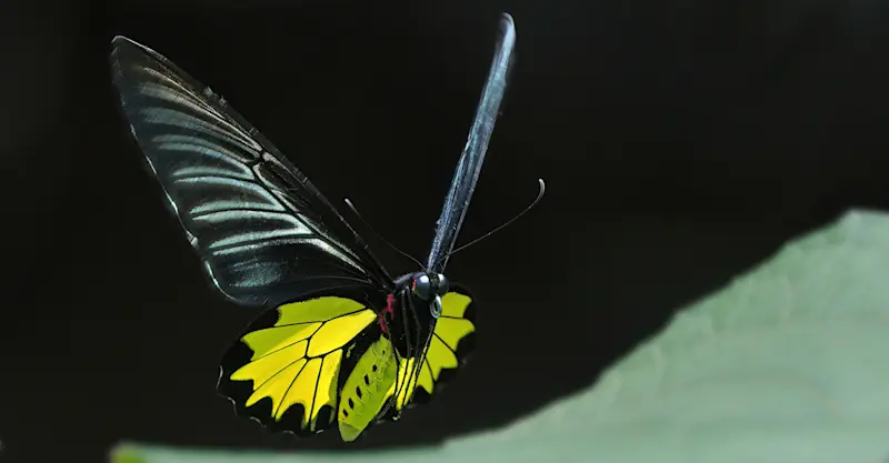 Southern Birdwing Butterfly, India