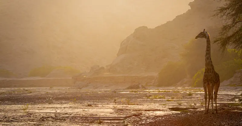 Giraffe, Hoanib, Namibia