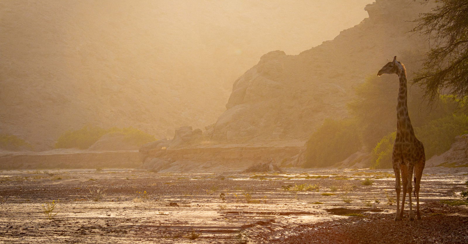 Giraffe, Hoanib, Namibia