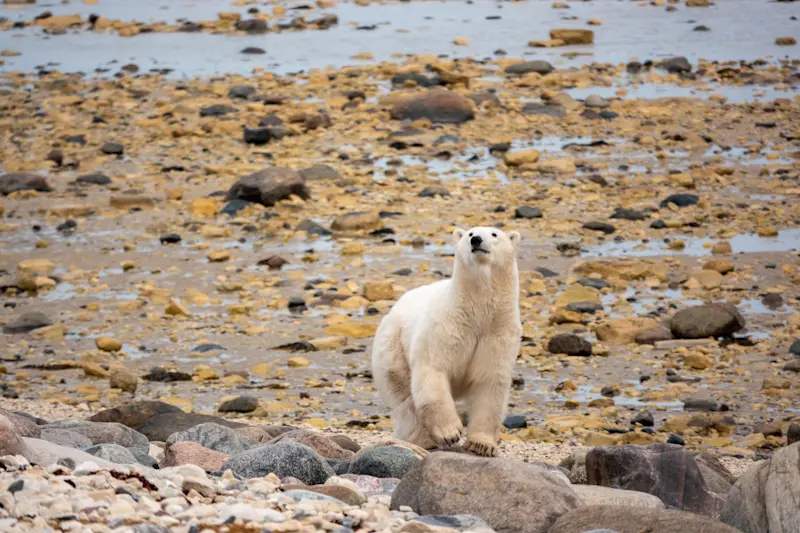 A curious polar bear just 50 yards from our rover in Canada.