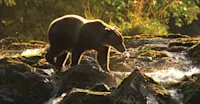 Brown bear, Chichagof Island, Alaska.