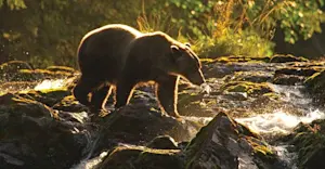 Brown bear, Chichagof Island, Alaska.