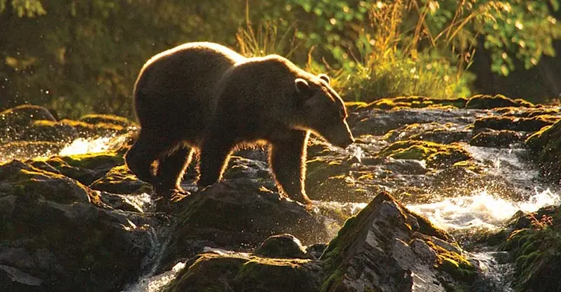 Brown bear, Chichagof Island, Alaska.