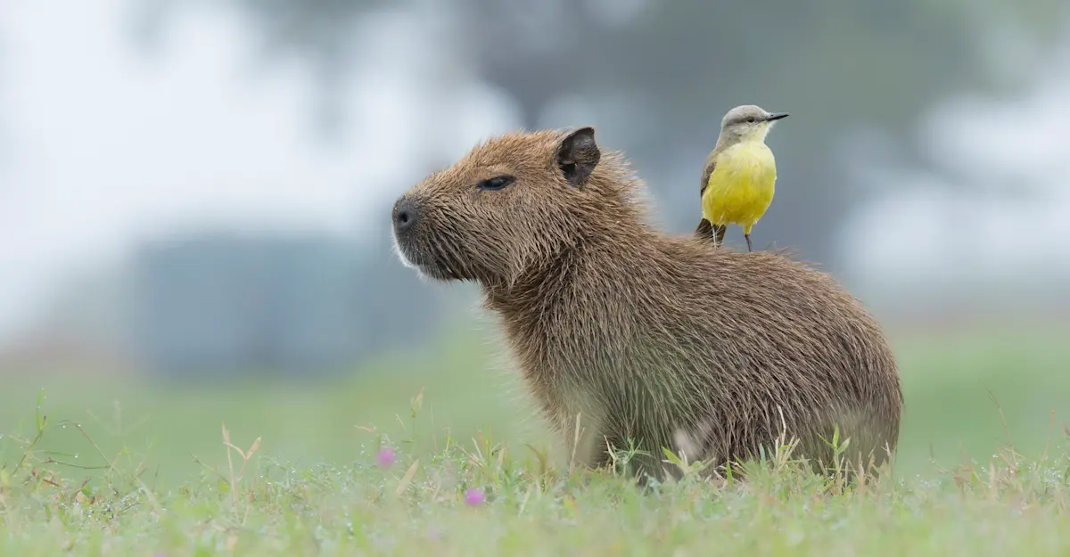 Capibara, Southern Pantanal.