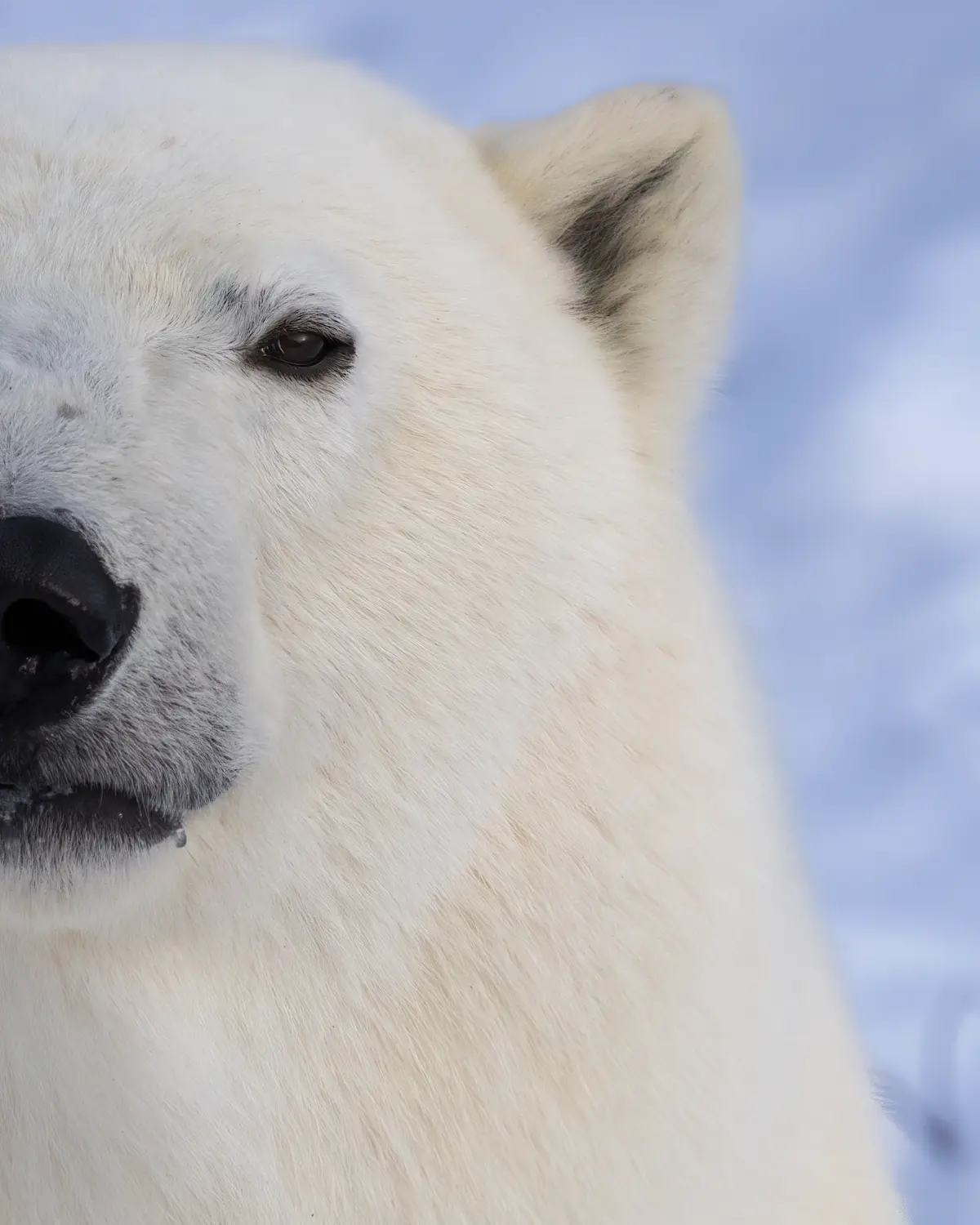 Polar Bear, Canada.