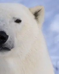 Polar Bear, Canada