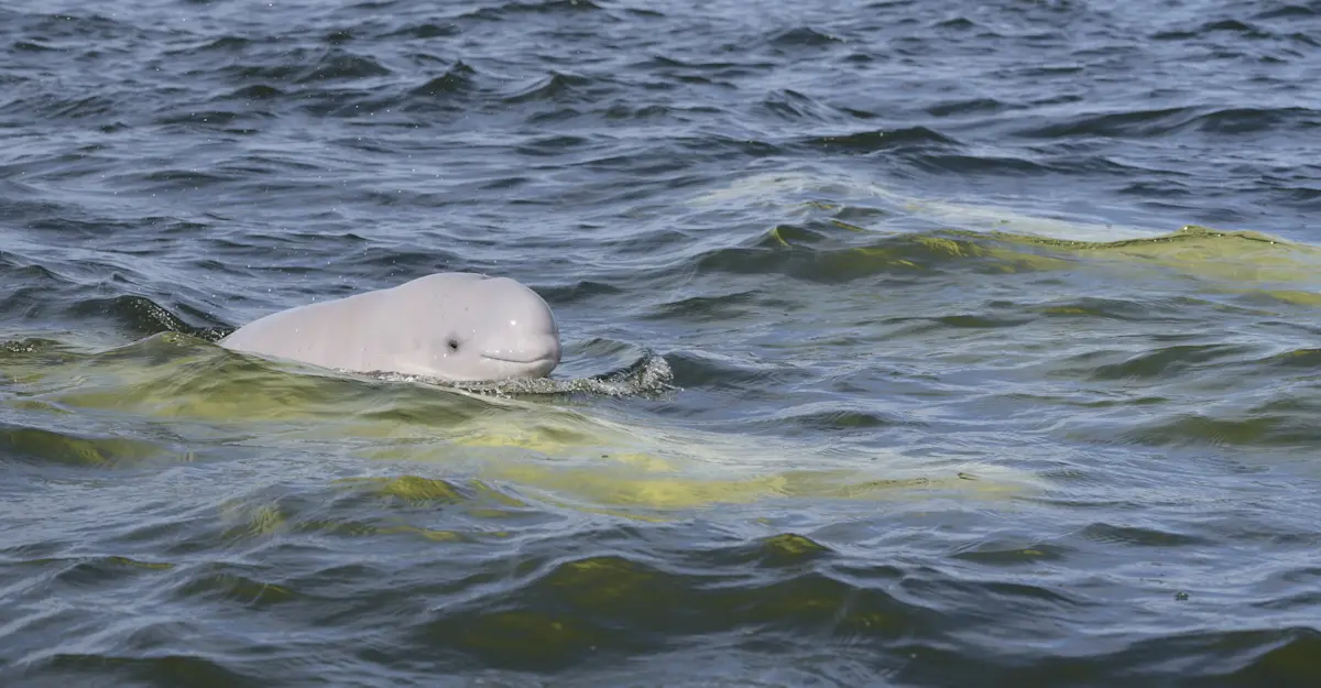 Beluga whale calf, Hudson Bay, Churchill, Manitoba.
