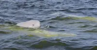 Beluga whale calf, Hudson Bay, Churchill, Manitoba.
