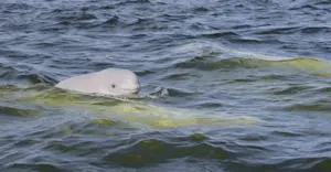 Beluga whale calf, Hudson Bay, Churchill, Manitoba.