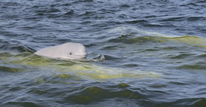 Beluga whale calf, Hudson Bay, Churchill, Manitoba.