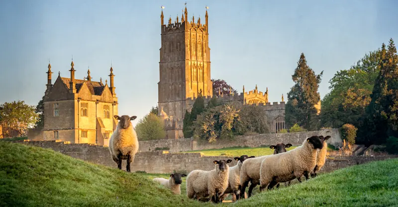 Cotswold sheep, Chipping Campden, England.