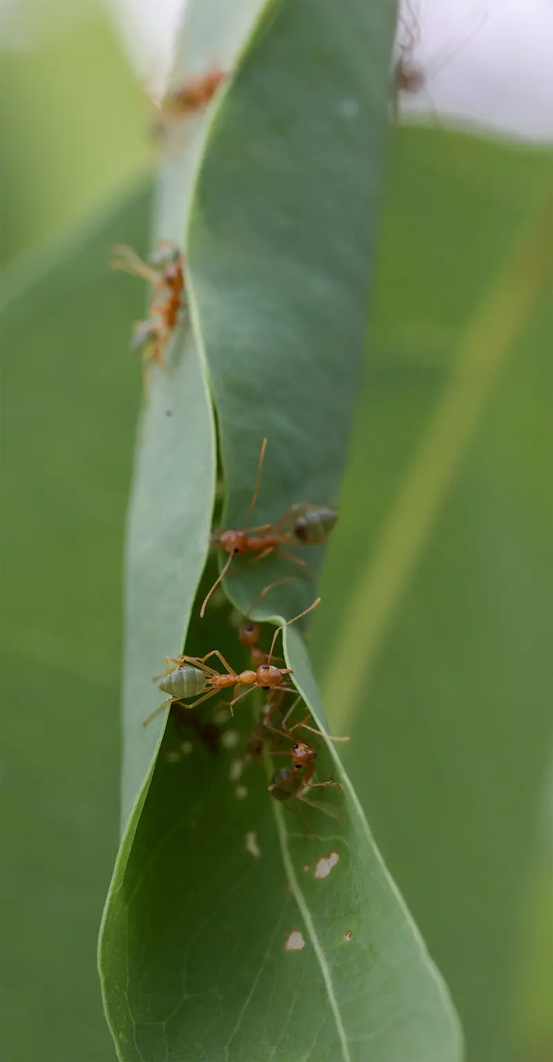 Green Tree Ants