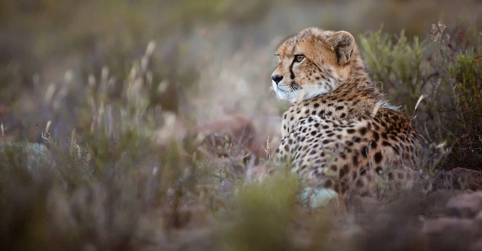 Cheetah, Samara Private Reserve, South Africa.