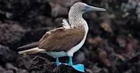 Blue-footed booby, Española Island, Galapagos, Ecuador.