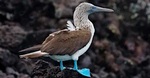 Blue-footed booby, Española Island, Galapagos, Ecuador.