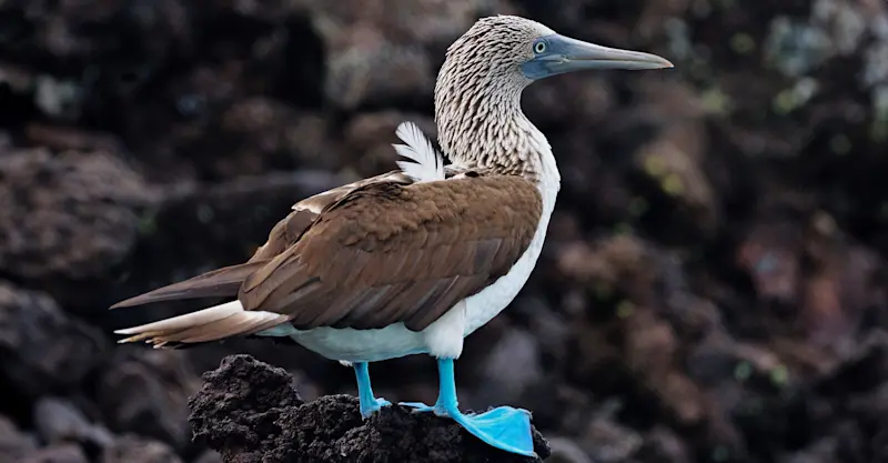 Blue-footed booby, Española Island, Galapagos, Ecuador.