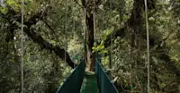 Heliconias Hanging Bridges, Costa Rica.
