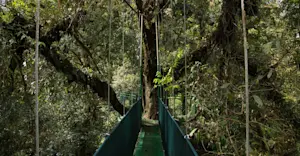 Heliconias Hanging Bridges, Costa Rica.
