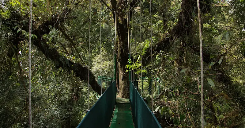 Heliconias Hanging Bridges, Costa Rica.
