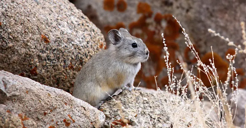 Large-eared pika, Rumbak, India.