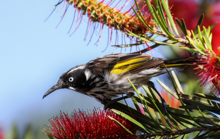 Honeyeater Facts Australia South Wildlife Guide honeyeater-facts-australia-south-wildlife-guide