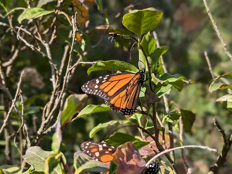 Close-up of a monarch butterfly at El Rosario Butterfly Sanctuary, Mexico. 