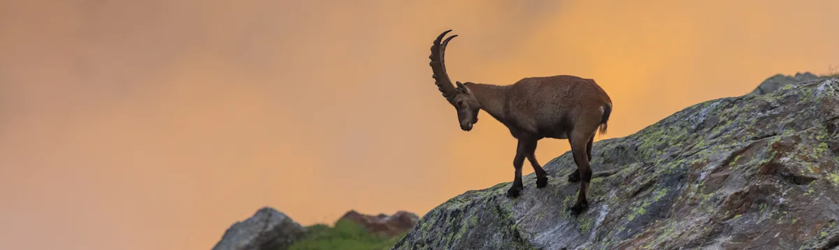 Ibex, croatia, slovenia, europe