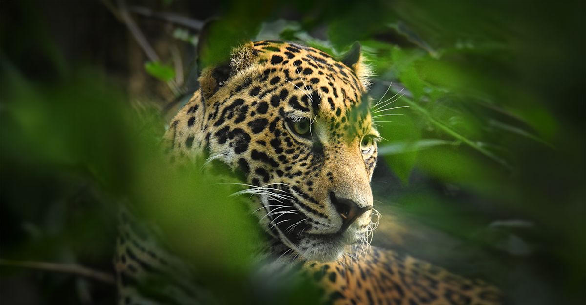 Following Jaguars in Brazil’s Pantanal | Natural Habitat Adventures