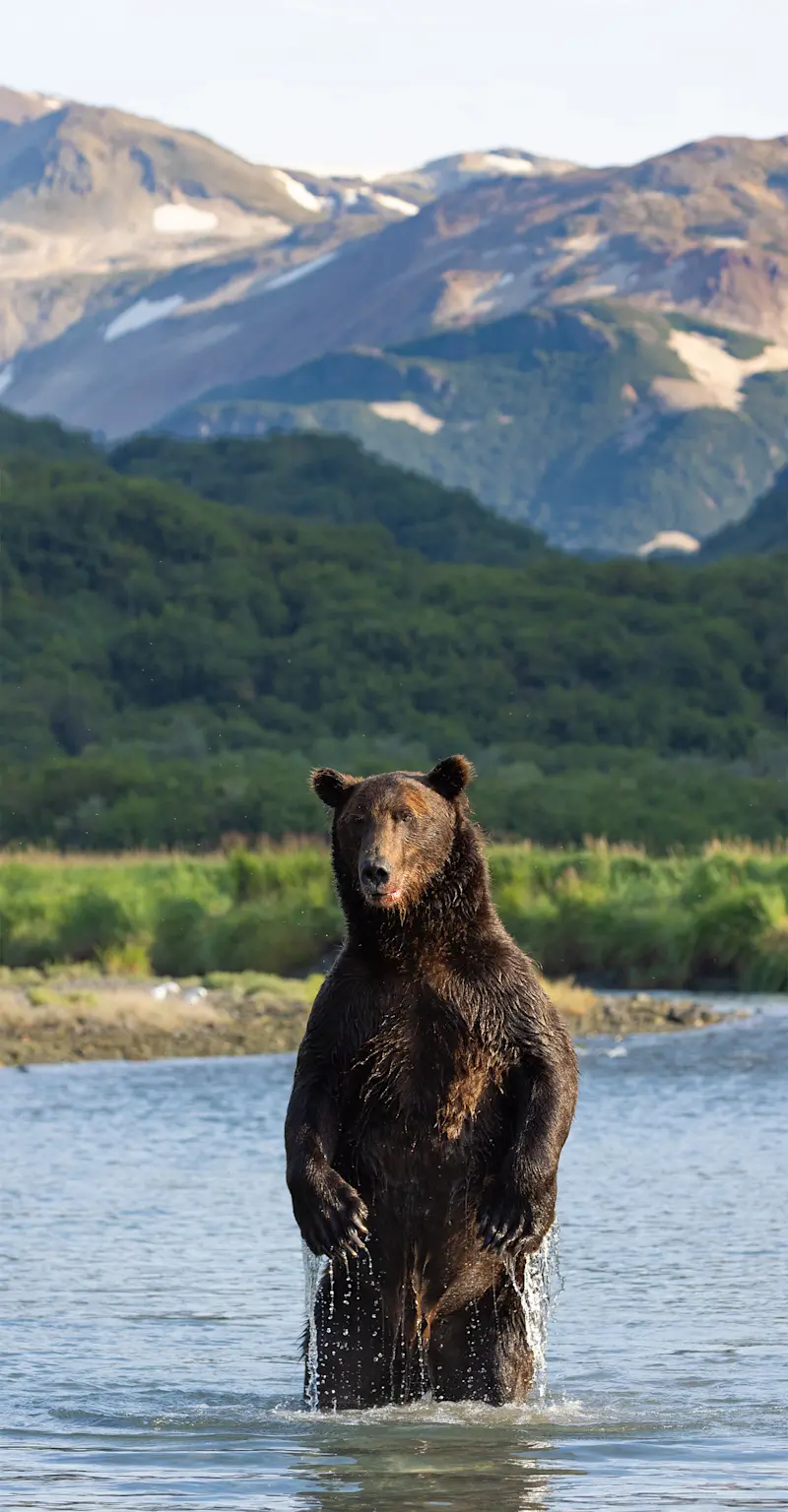 Brown bear standing, Alaska Grizzly Encounter: Kodiak to Katmai, Katmai National Park