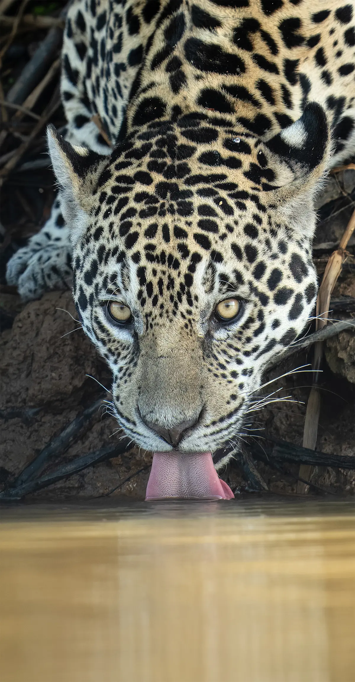 Jaguar, Pantanal.