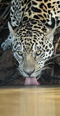 Jaguar, Pantanal