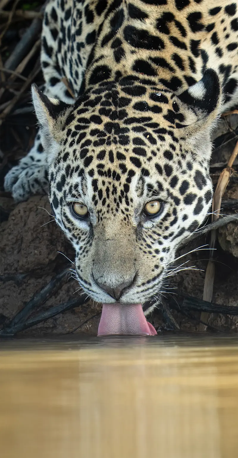 Jaguar, Pantanal