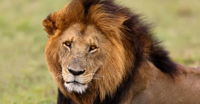 Black-maned lion, Okavango Delta, Botswana.