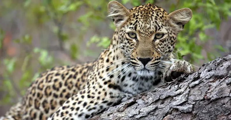 Leopard, Sabi Sand Game Reserve, South Africa.