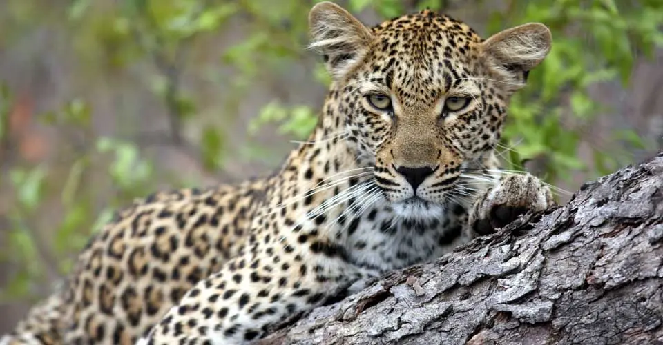 Leopard, Sabi Sand Game Reserve, South Africa.